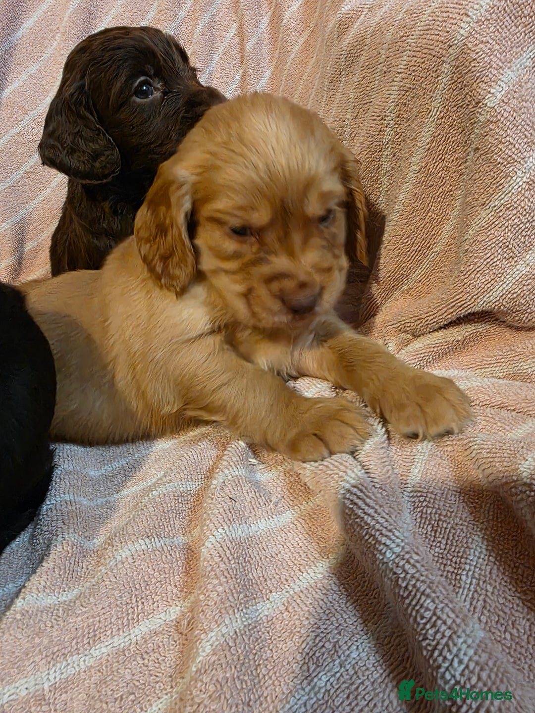 Cocker Spaniel dogs for sale: Beautiful Working KC Reg Cocker Spaniels Puppies - Advert 10