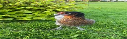 Chickens poultry for sale: POL Hybrid hens for sale in Hounslow! - Advert 9
