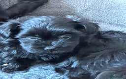 Havanese dogs for sale: Havanese Puppy Males - Image 3