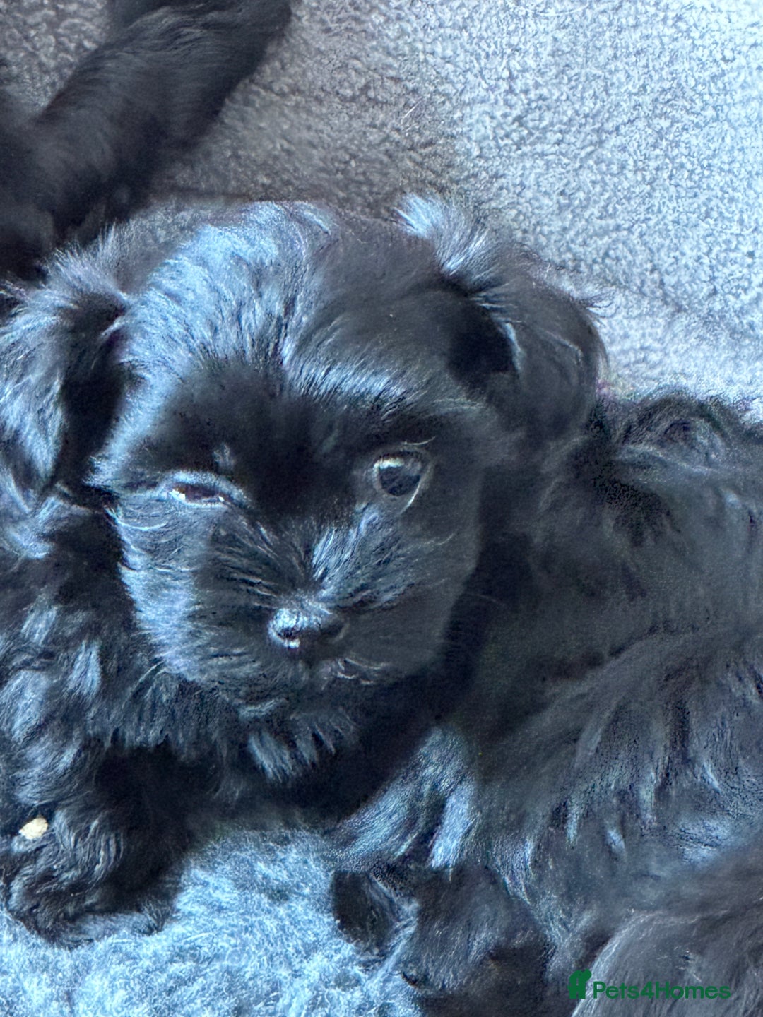 Havanese dogs for sale: Havanese Puppy Males - Image 3