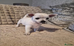 Chihuahua dogs for sale: White Lilac female chihuahua  - Image 3