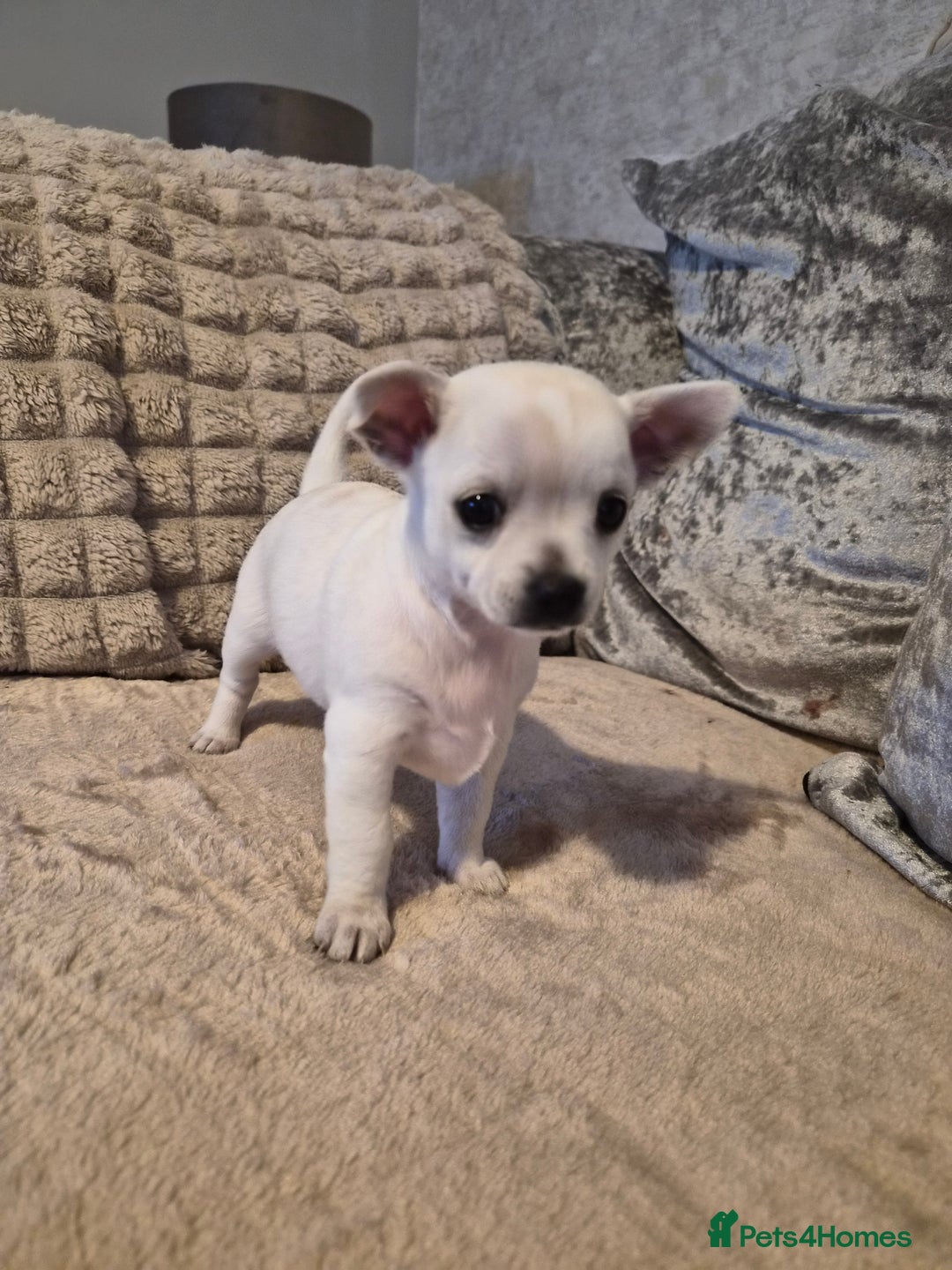 Chihuahua dogs for sale: White Lilac female chihuahua  - Image 3
