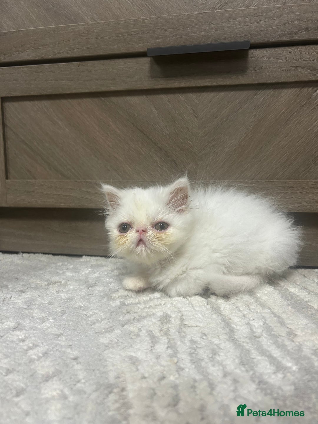 Persian cats for sale: Beautiful Persian kittens - Advert 5