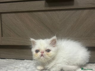 Persian cats Beautiful Persian kittens - Advert 7