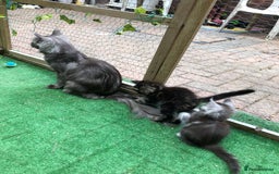 Maine Coon cats for sale: Maincoon kittens ready now  - Image 24