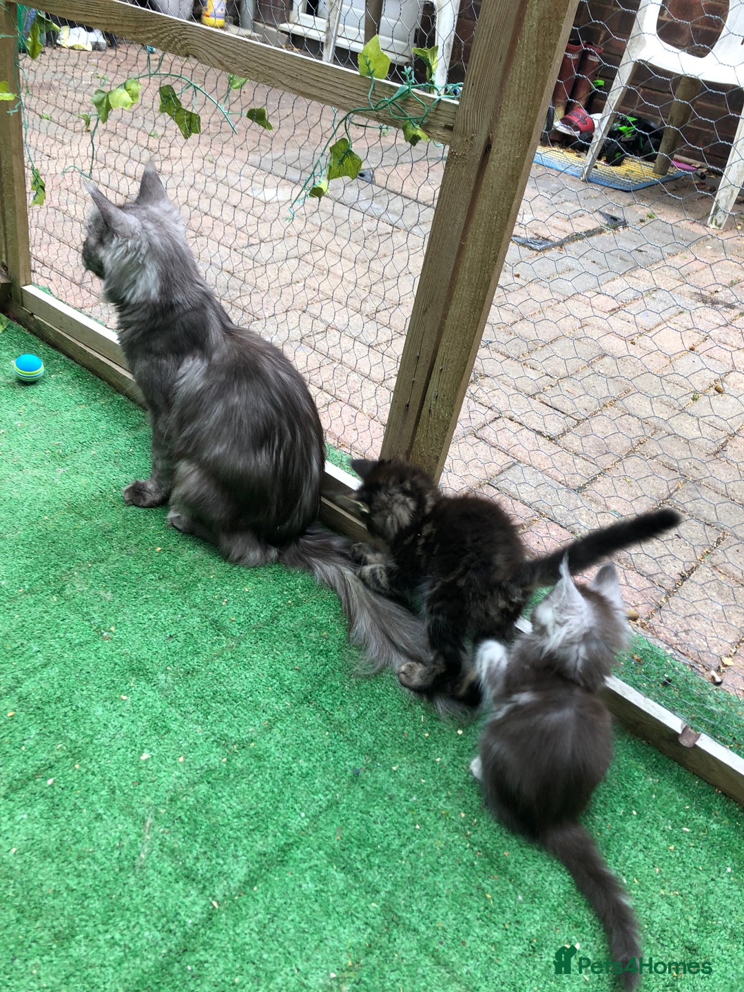 Maine Coon cats for sale: Maincoon kittens ready now  - Image 24