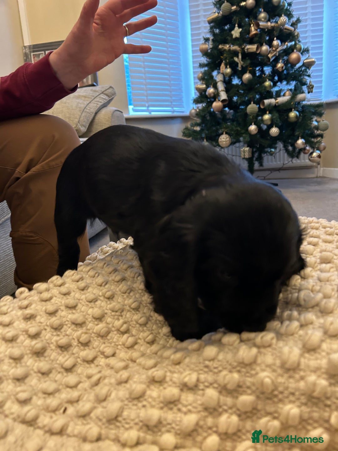 Cocker Spaniel dogs for sale: Two very beautiful boys ❤️❤️ - Advert 8