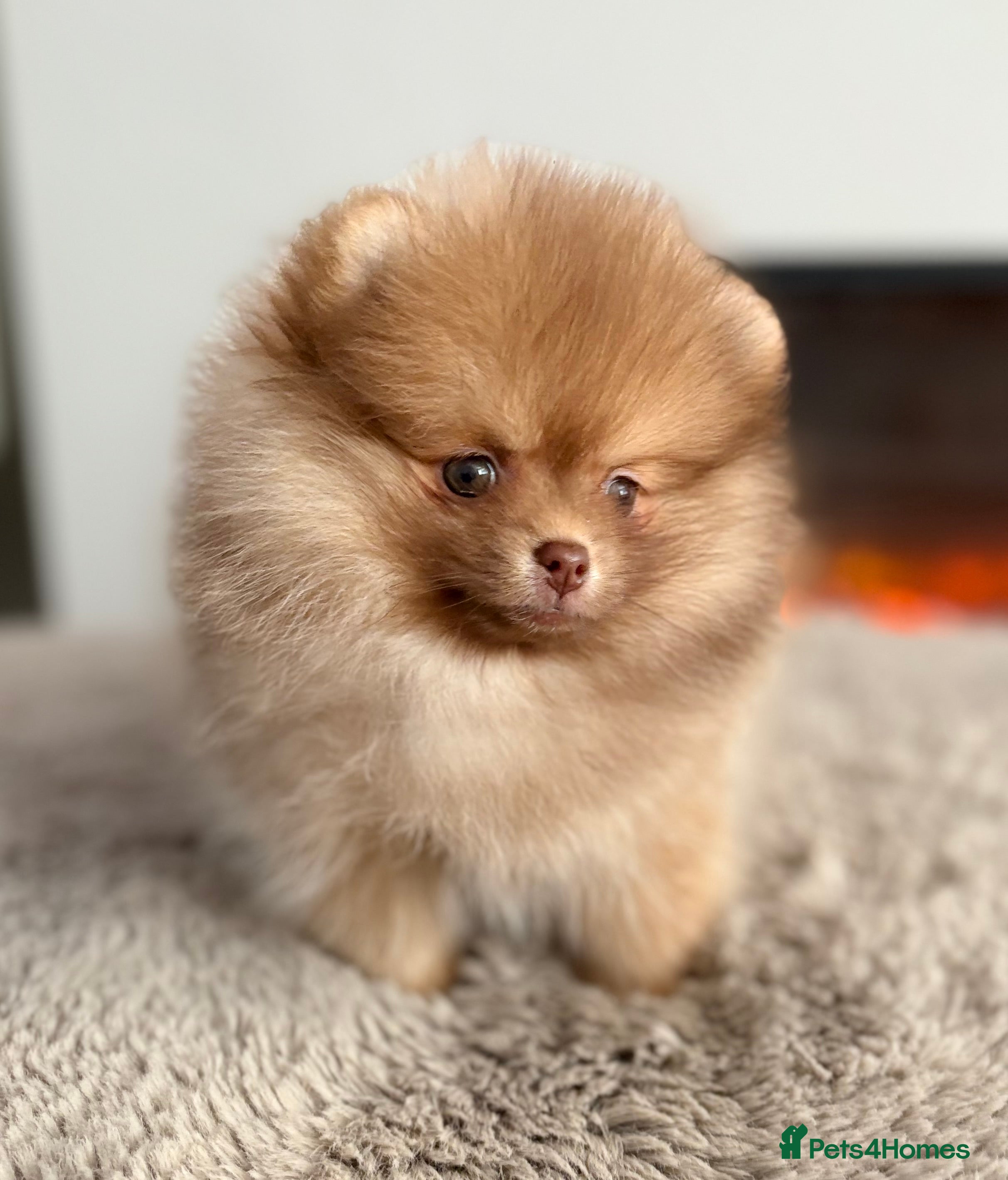 Pomeranian dogs True type Pom puppy’s KC only two pups left 🤩🐾 - Advert 6