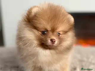 Pomeranian dogs True type Pom puppy’s KC only two pups left 🤩🐾 - Advert 6