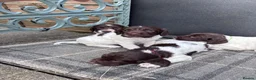 English Springer Spaniel dogs for sale: Liver and White English Springer Spaniel Puppies in Perth - Advert 18