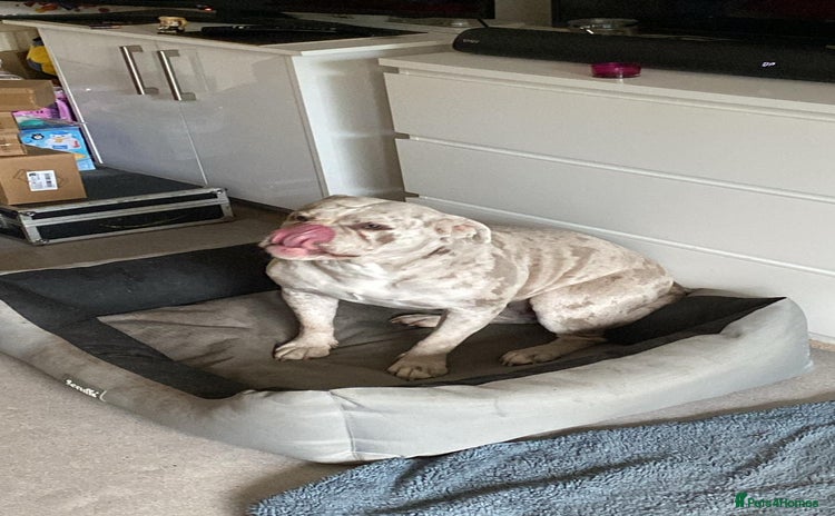 Dorset Olde Tyme Bulldogge dogs - Advert 2