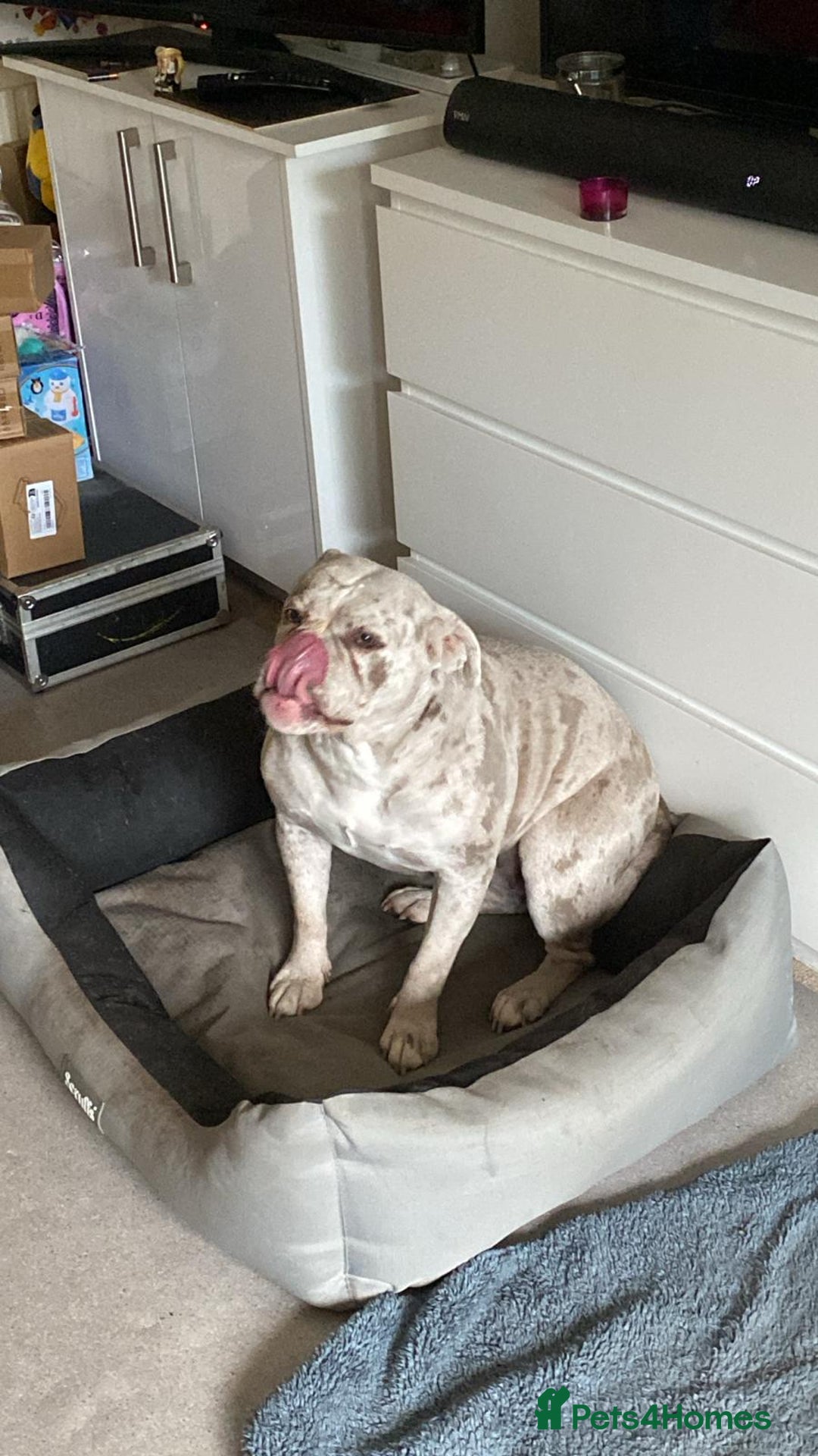 Dorset Olde Tyme Bulldogge dogs for sale: Dorset old tyme bulldog  - Image 1