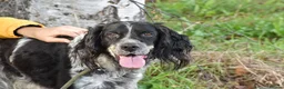 English Setter dogs for adoption: Moro  in Frinton-on-Sea - Advert 8