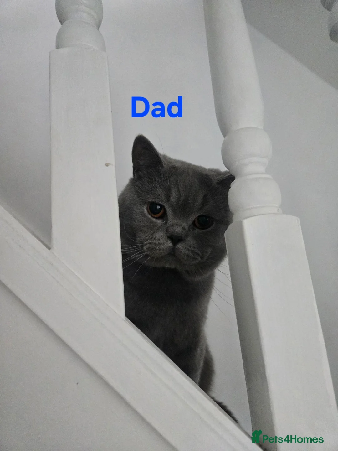 British Shorthair cats for sale: Female british shorthair  for sale in Preston - Advert 2