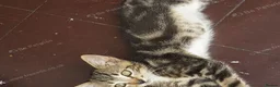 Mixed Breed cats for sale: Sweet Boy Kitten – Ready for New Home - Advert 2