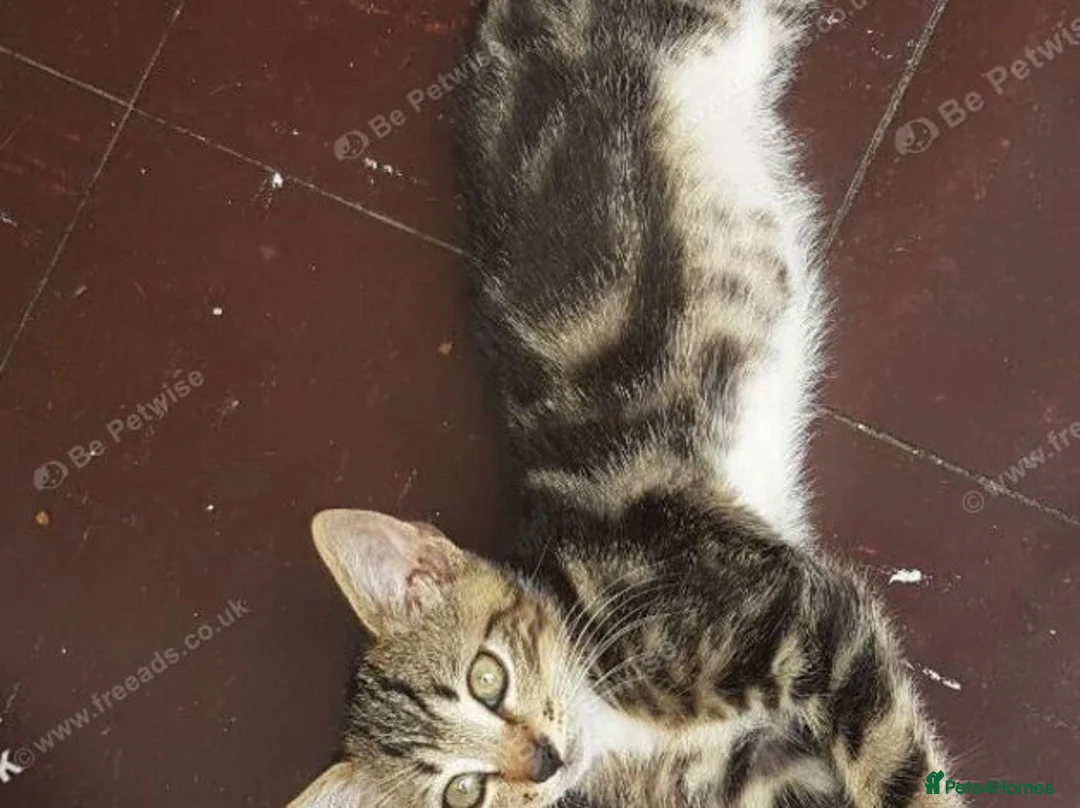 Mixed Breed cats for sale: Sweet Boy Kitten – Ready for New Home - Advert 2