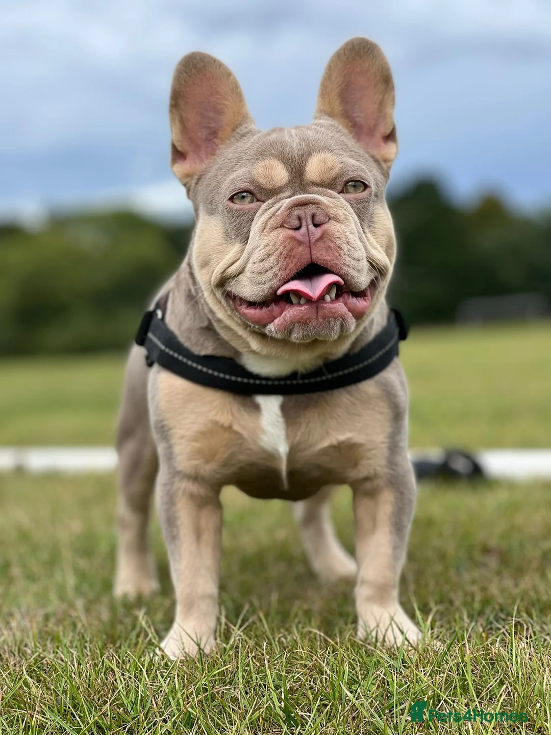 French Bulldog dogs for stud: NEW SHADE ISABELLA AND TAN CARRYING FLUFFY BABA C  in Manchester - Advert 3