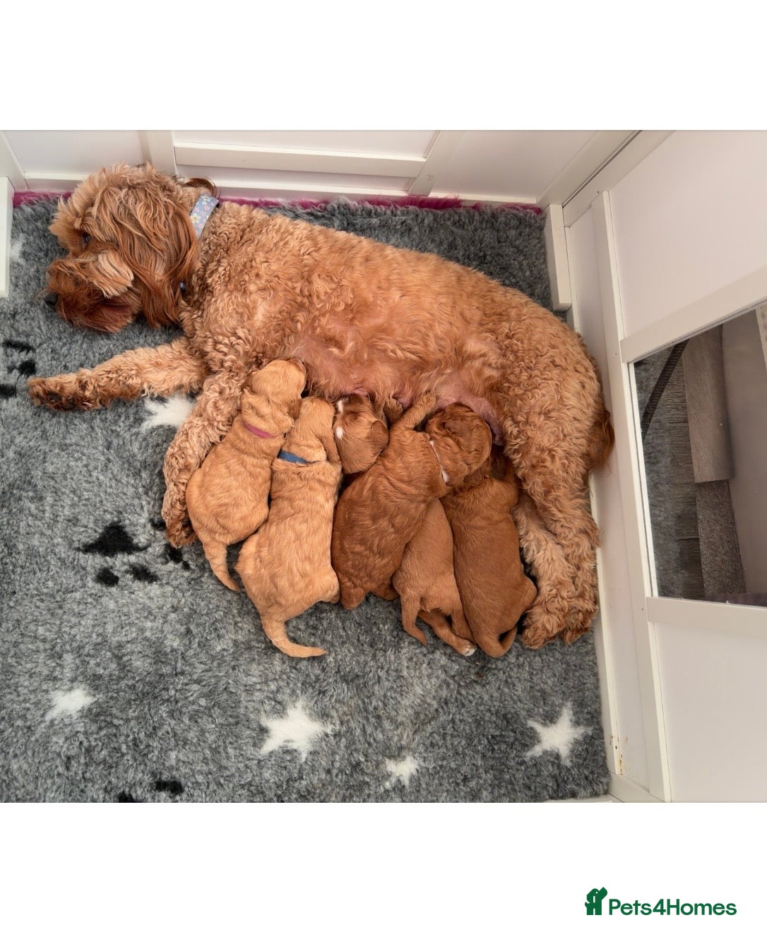 Cockapoo dogs 🐾 Cockapoo Puppies Looking for Forever Homes - Advert 5