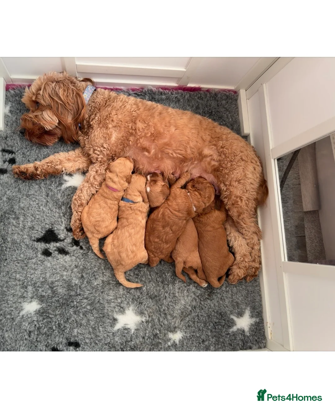 Cockapoo dogs for sale: 🐾 Cockapoo Puppies Looking for Forever Homes - Advert 1