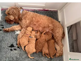 Cockapoo dogs 🐾 Cockapoo Puppies Looking for Forever Homes - Advert 11