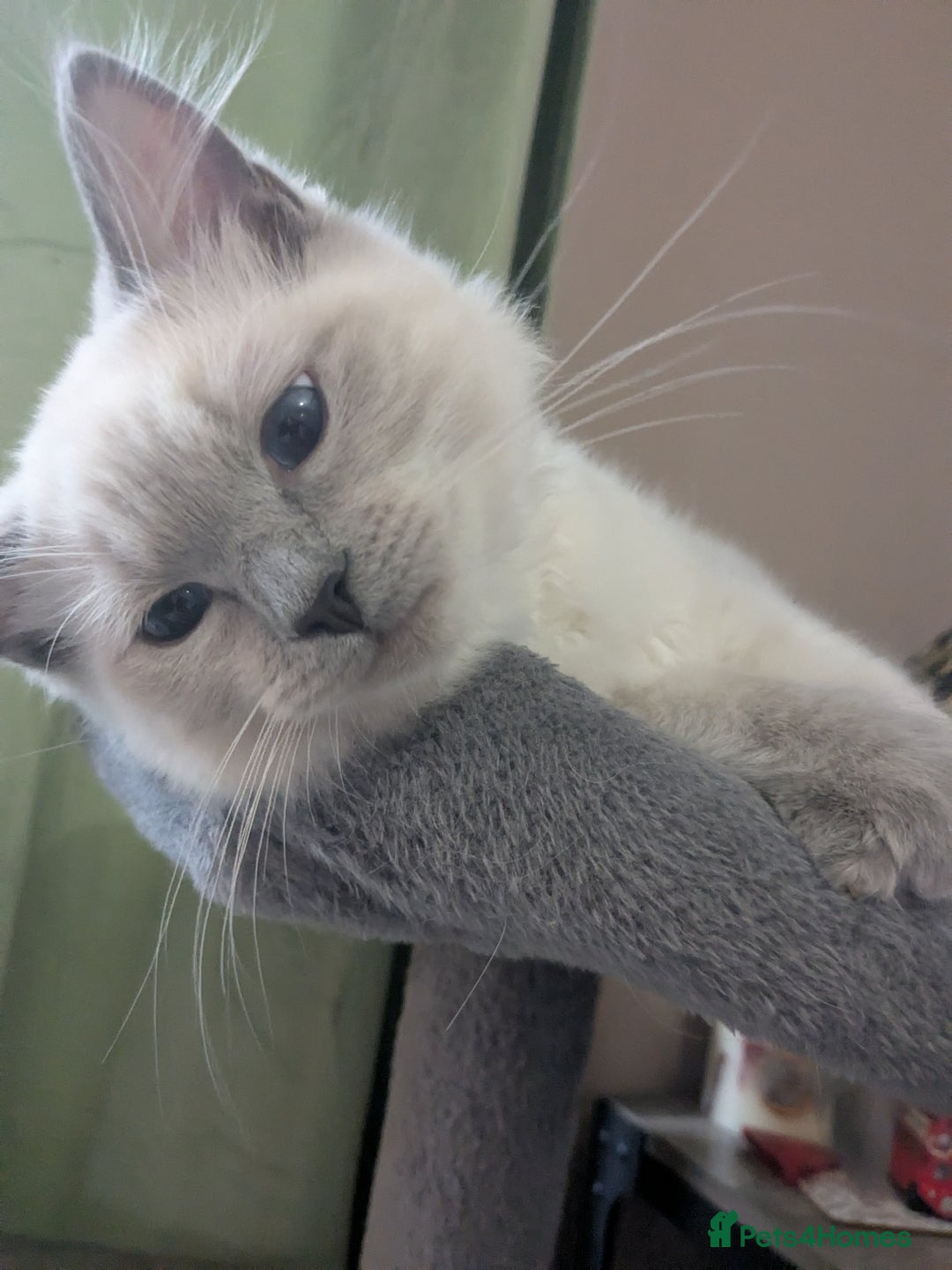 Ragdoll cats for sale: 💛*GCCF Registered *💛Pedigree Ragdoll kittens - Image 10