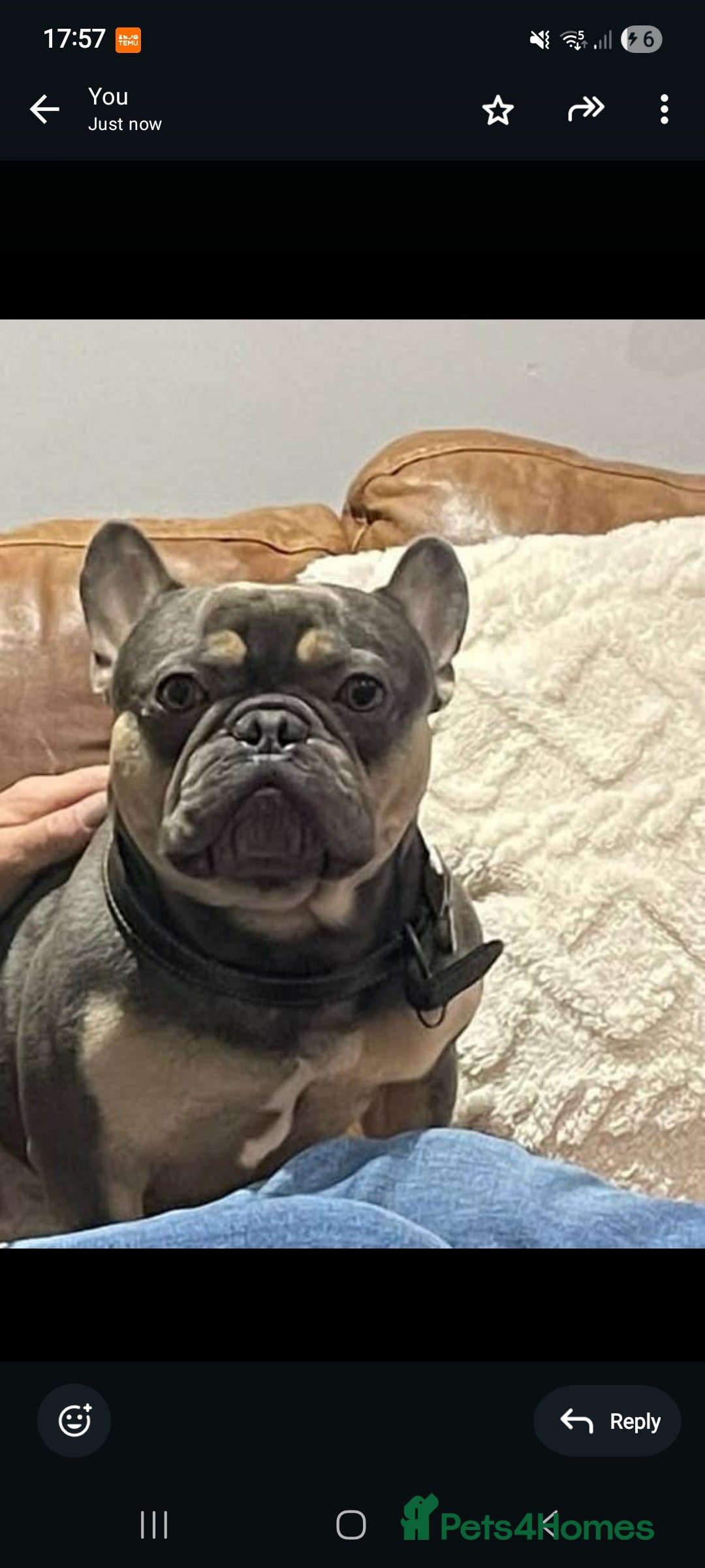 French Bulldog dogs for sale: 6 year old Frenchie,  - Image 2