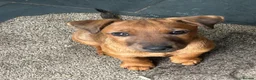 Lakeland Terrier dogs for sale: Lakeland bitch for sale  - Advert 1