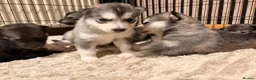 Utonagan dogs for sale: Alaskan malamutes x Siberian husky  in Fraserburgh - Advert 11