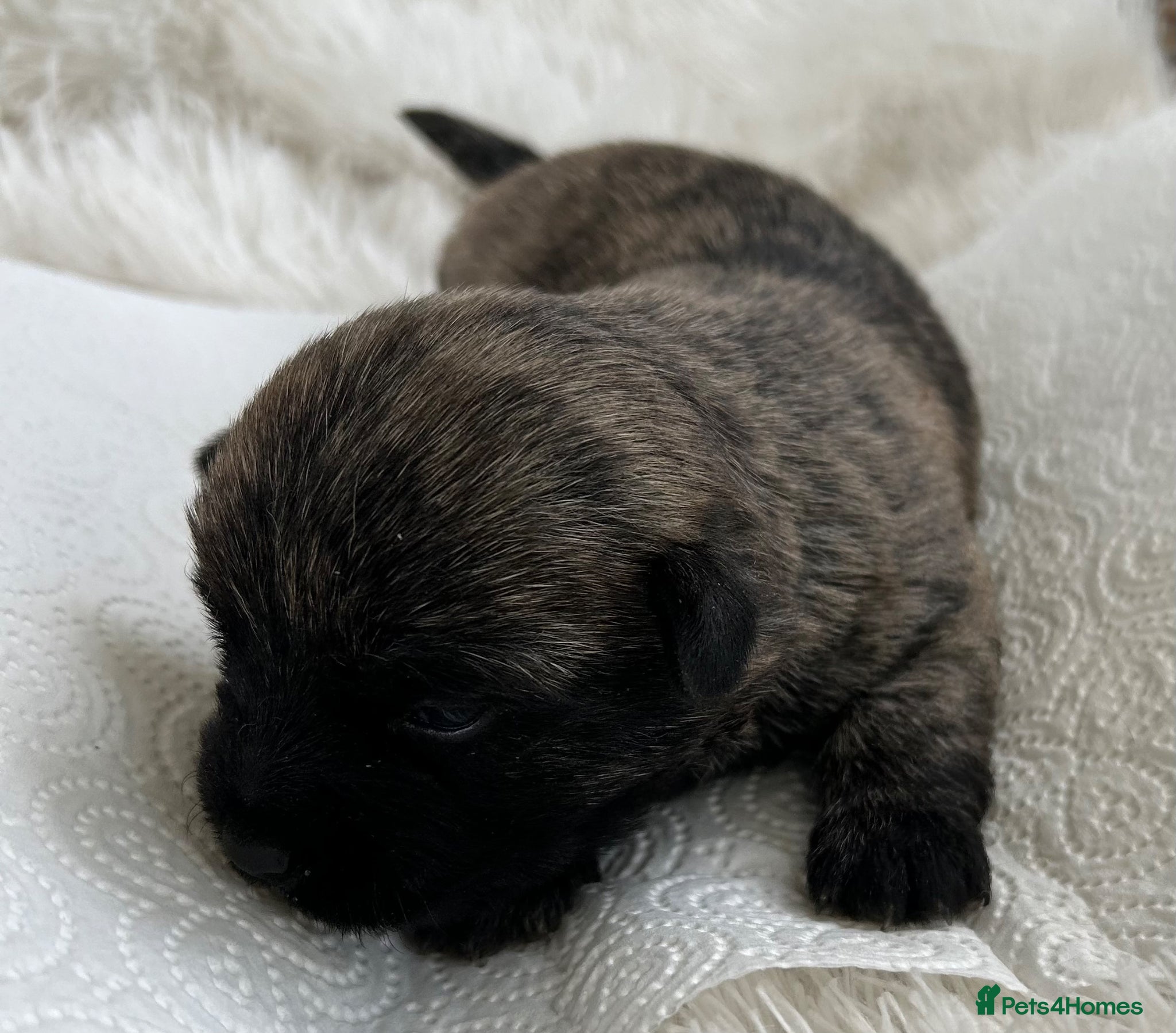 Cairn Terrier dogs GORGEOUS CAIRN TERRIER PUPPYS - Advert 1