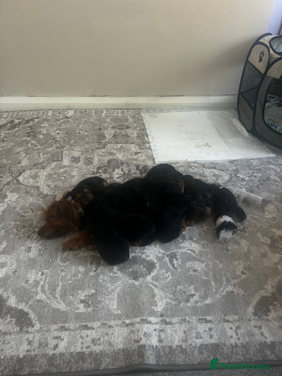 Yorkshire Terrier dogs for sale: Yorkshire Terrier Puppies  - Image 8