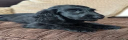 Cocker Spaniel dogs for sale: Health Tested KC Reg Showline Cocker Spaniel Pups - Advert 20