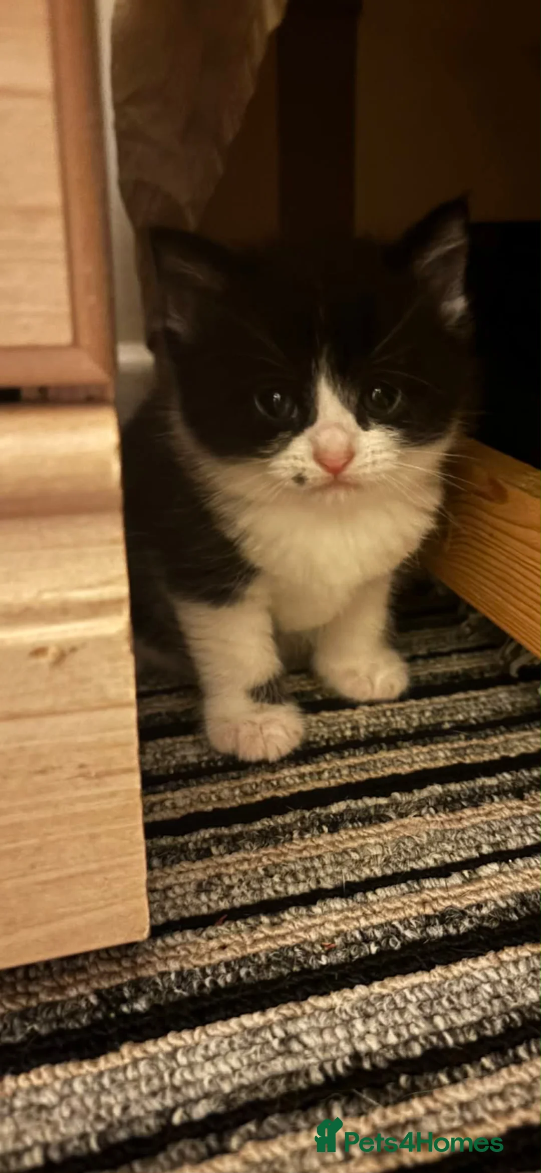 Mixed Breed cats for sale: Pretty Little Girl Kitten🤍 - Advert 1