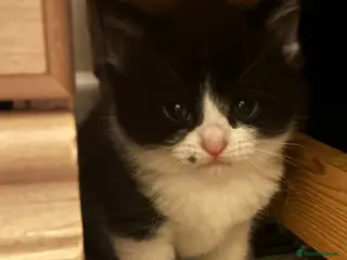 Mixed Breed cats Pretty Little Girl Kitten🤍 - Advert 1