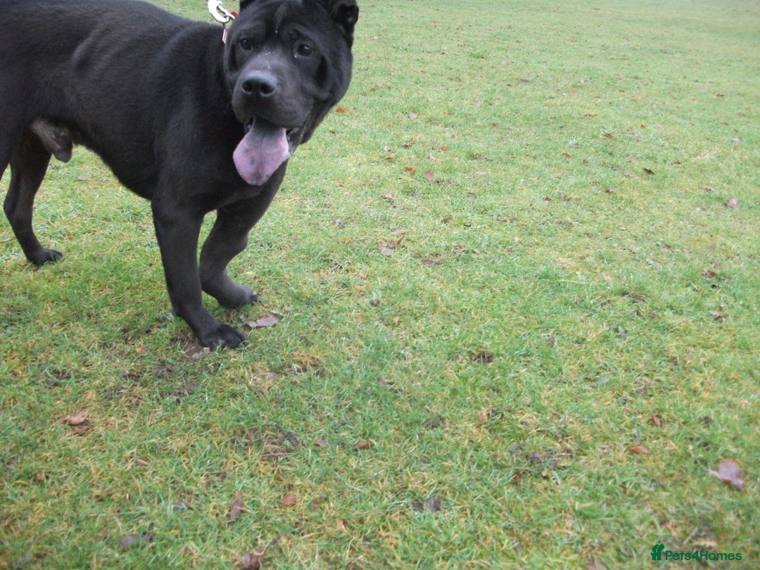 Mixed Breed dogs for adoption: Blackie - Advert 13