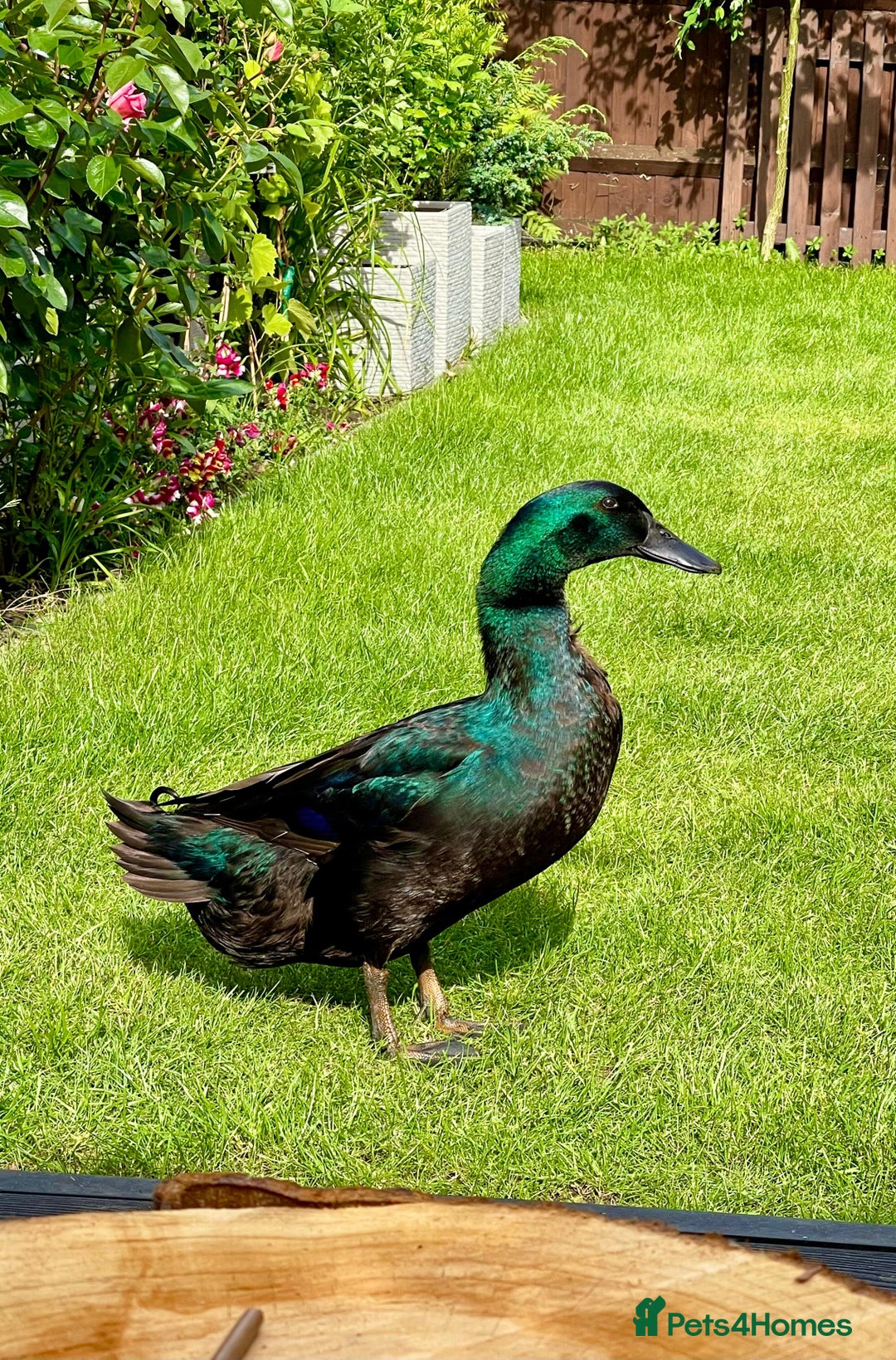 Ducks poultry for sale: Cayuga ducks - Image 2