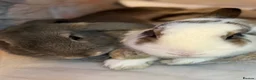 Mini Lop rabbits for sale: Mini lop bunnies - Advert 18