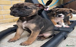 Mixed Breed dogs for sale: Bulldog/staffy pups  - Image 3