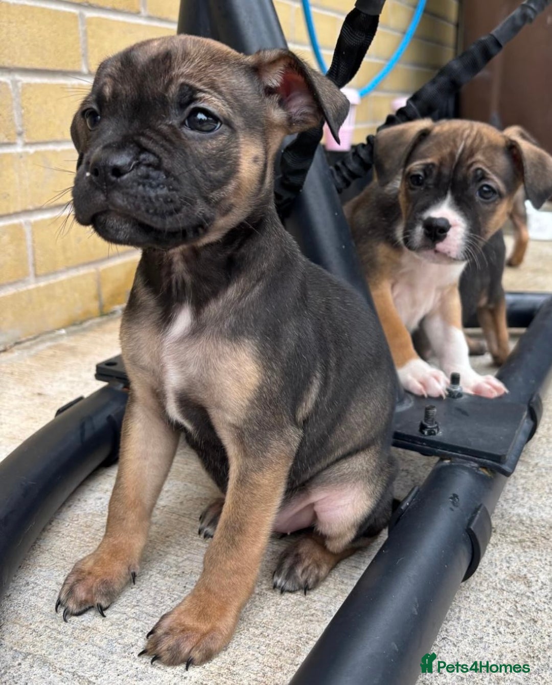 Mixed Breed dogs for sale: Bulldog/staffy pups  - Image 3
