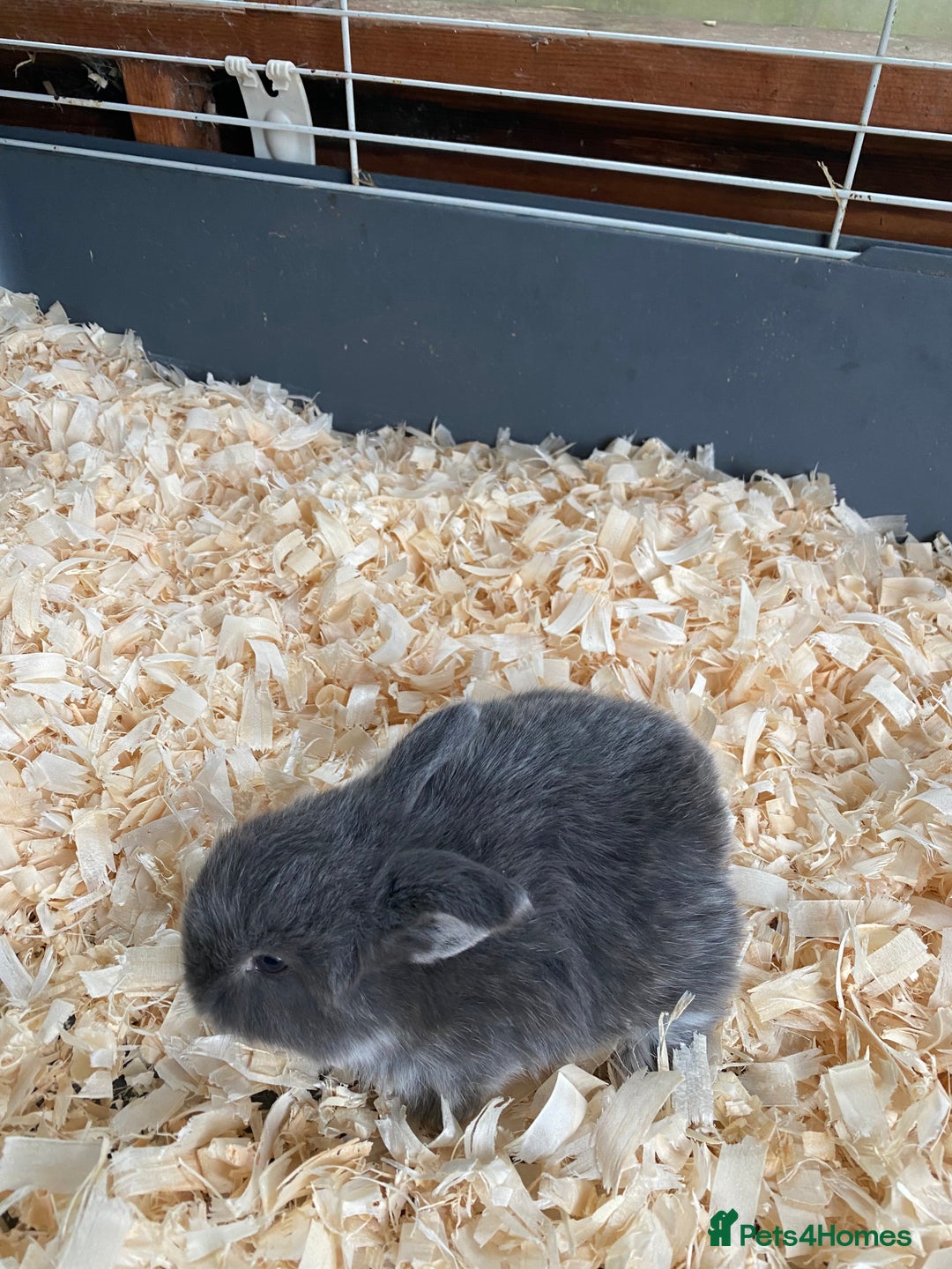 Mini Lop rabbits for sale: Mini lops - Advert 3