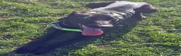 Mixed Breed dogs for adoption: Beautiful Bella wants a new forever home - Advert 3