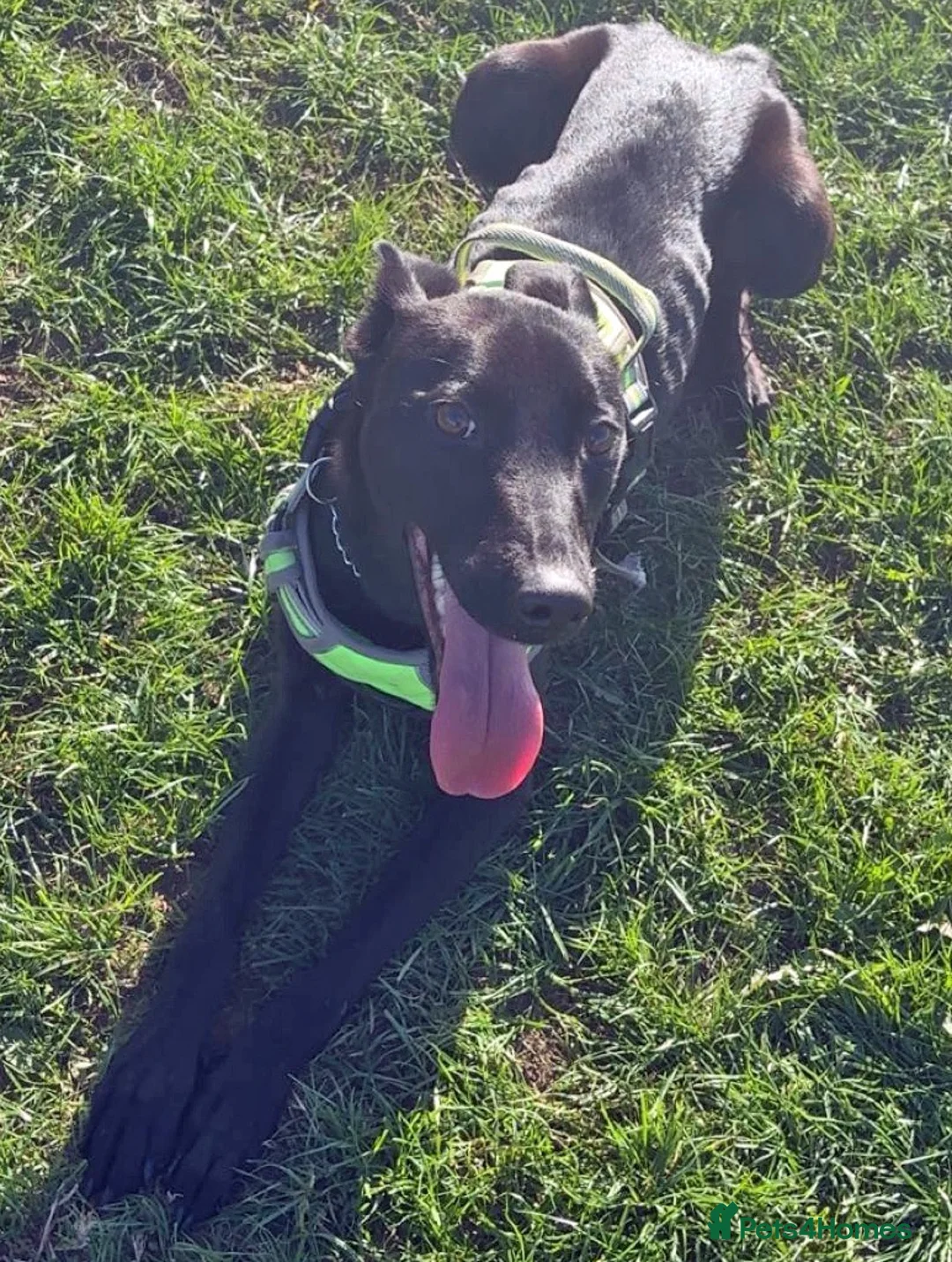 Mixed Breed dogs for adoption: Beautiful Bella wants a new forever home - Advert 3