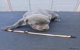 Cane Corso dogs for sale: Look 👀 absolutely stunning cane corso. - Image 35