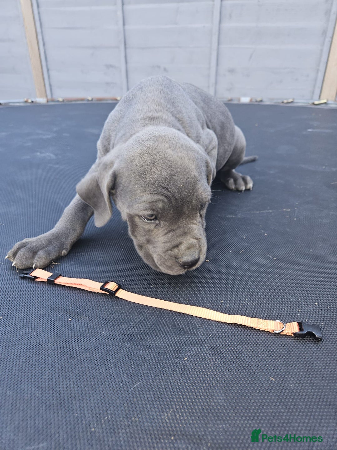Cane Corso dogs for sale: Look 👀 absolutely stunning cane corso. - Image 35