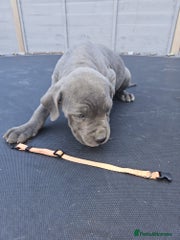 Cane Corso Puppy 10