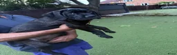 Cane Corso dogs for sale: Cane corso puppies - Advert 11