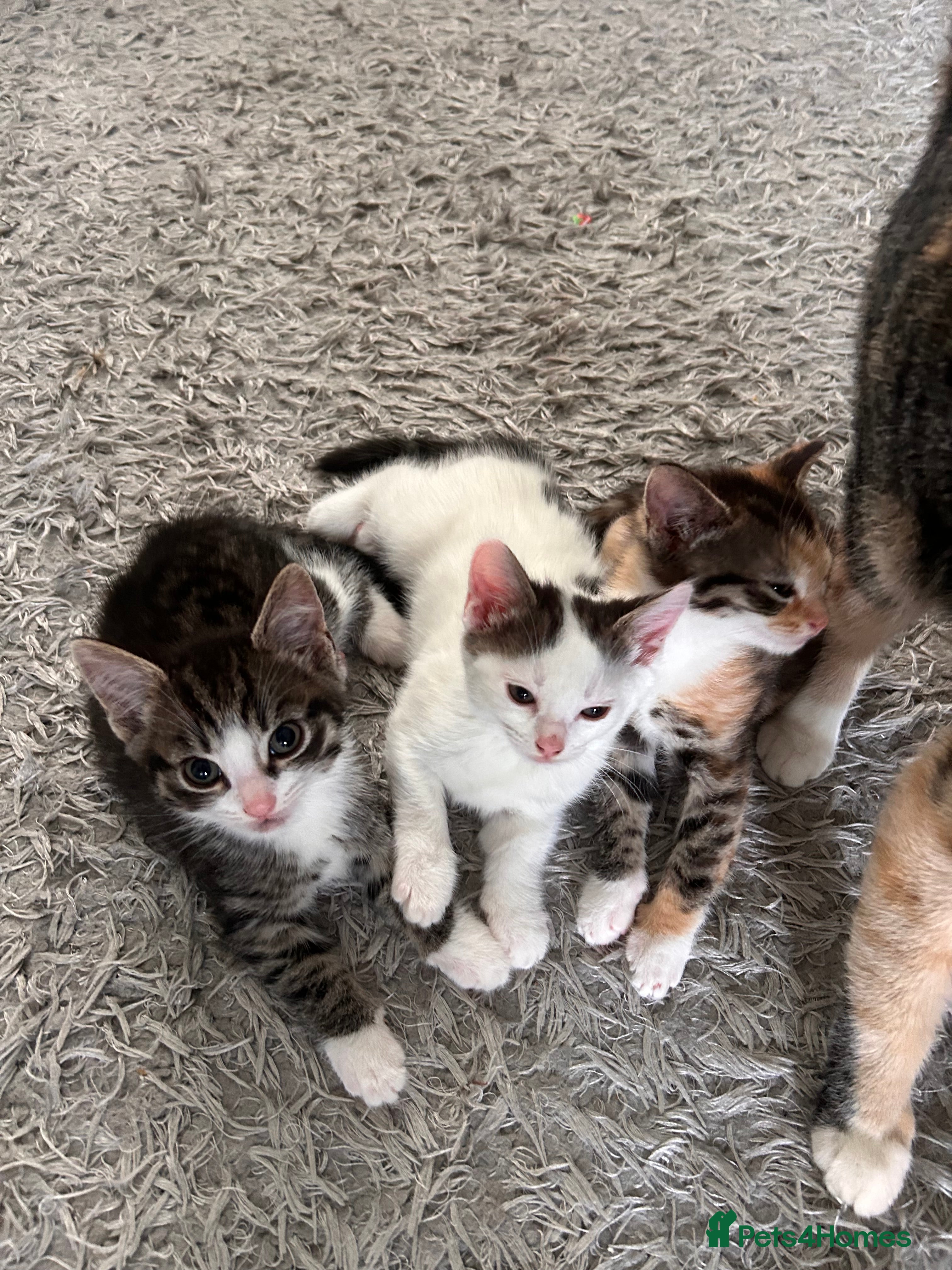 Mixed Breed cats Adorable Healthy Kittens - Ready for loving homes - Advert 13