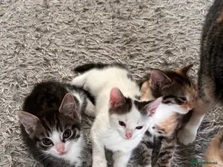 Mixed Breed cats Adorable Healthy Kittens - Ready for loving homes - Advert 13