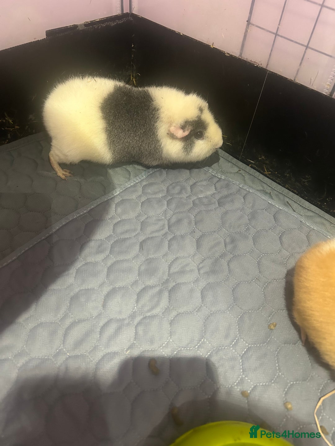 Guinea Pig rodents for sale: Two female guinea pigs needing a loving home  - Advert 2