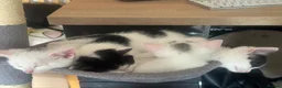 Mixed Breed cats for sale: Kittens - Advert 14