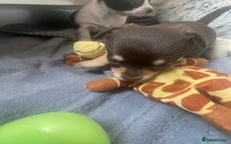 Chihuahua dogs for sale: Chihuahua - Full breed puppies - Image 6